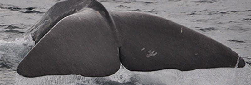 And the Loudest Animal in the World is…