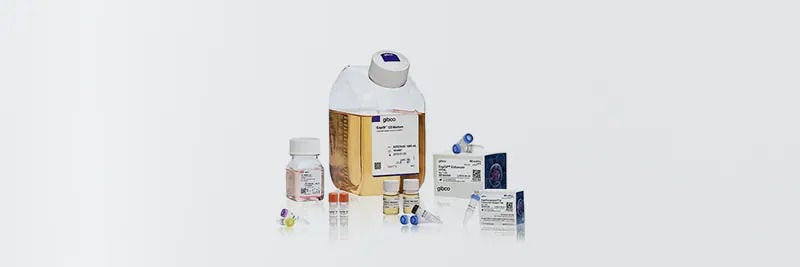 Proteinekspression