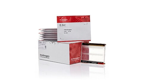 Precast Electrophoresis Gels