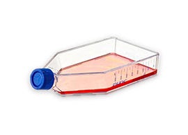 Cell Culture Flasks