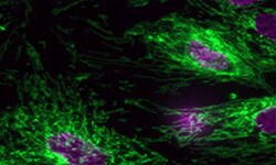 Fluorescence Assays