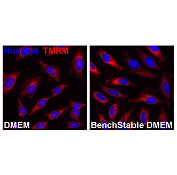 Cells cultured in BenchStable™ Media maintain healthy mitochondria Cells cultured in BenchStable™ Media maintain healthy mitochondria