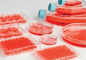 Biolite Cell Culture